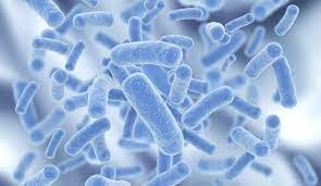 Ứng dụng vi sinh vật bản địa trong tăng gia sản xuất